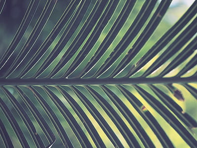 macro photography of green leafed plant thumbnail