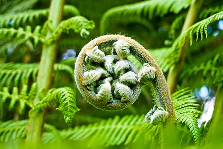 shallow focus photo of green leafed fern plant thumbnail