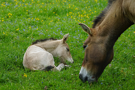 brown horse near tan pony lying on grass thumbnail