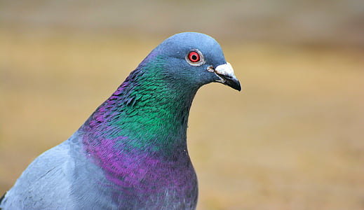 closeup photo of gray and green pigeon thumbnail