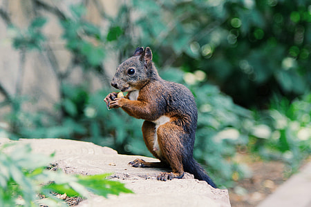 black and brown squirrel on stone thumbnail