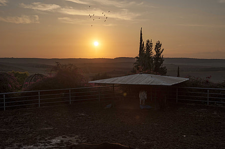 horse pen photo during sunset thumbnail