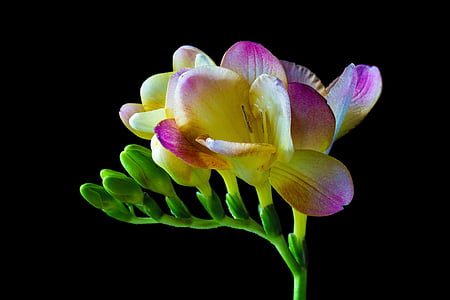yellow and pink freesia flower thumbnail