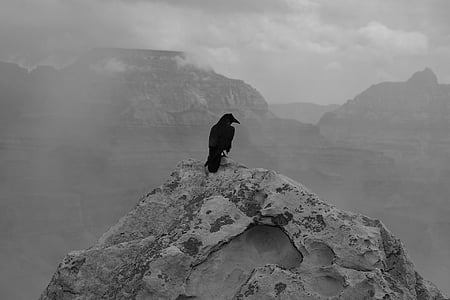lack raven on gray mountain peak thumbnail