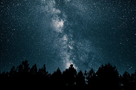 Stars Over Forest thumbnail