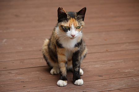 shallow focus photography calico cat thumbnail