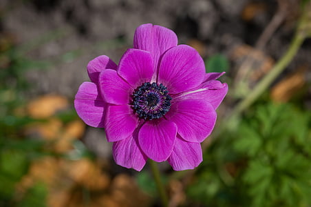 selective focus photo of purple anemone flower in bloom thumbnail