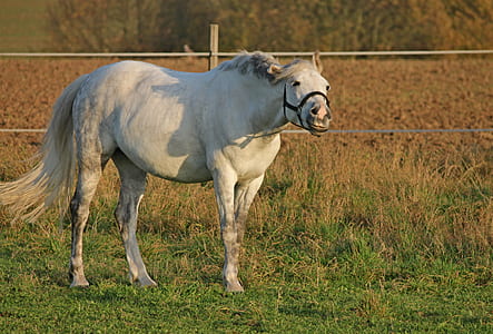 horse standing on grass thumbnail