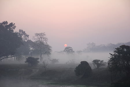 foggy field with green leafed trees during golden hour thumbnail