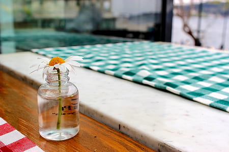 white daisy flower on clear glass vase thumbnail