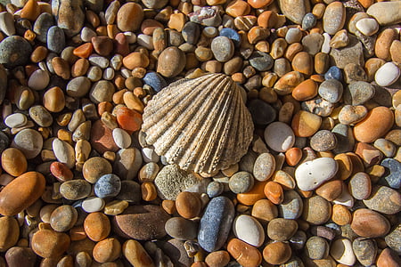 closeup photo of seashell surrounded with stones thumbnail