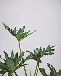 green leafed plants thumbnail