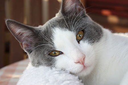 short-fur white and gray cat thumbnail