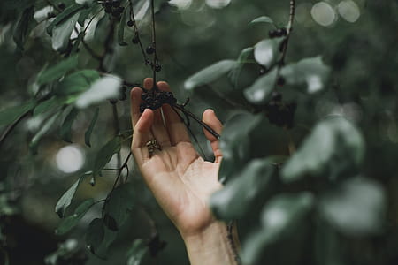 Hand Grabs Tree Berries Photo thumbnail