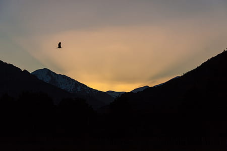 bird flying over mountain during golden hour thumbnail