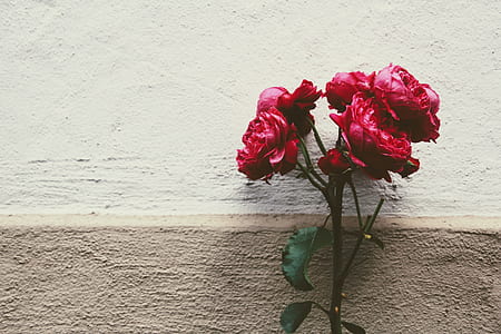 red flowers on white wall thumbnail