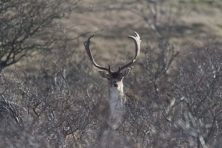 tan buck surrounded by plants during daytime thumbnail