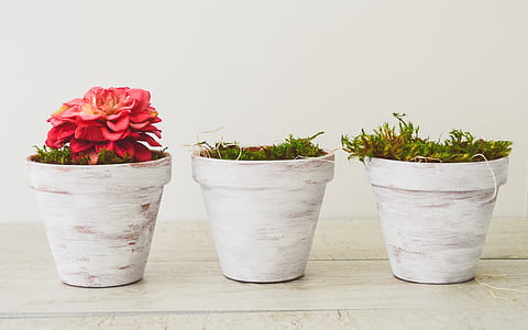 three white pots with plants thumbnail