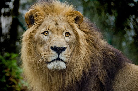 lion in forest field thumbnail