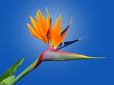 yellow and blue petaled flowers thumbnail