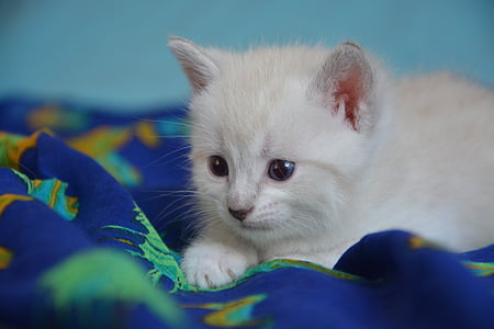 white kitten on bed thumbnail