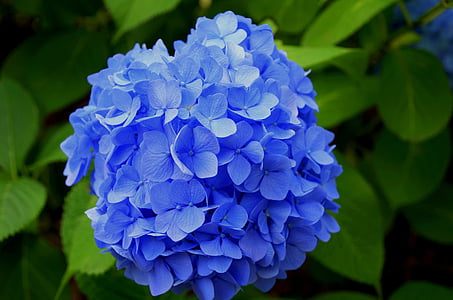 blue flowers bundle in macro shot thumbnail
