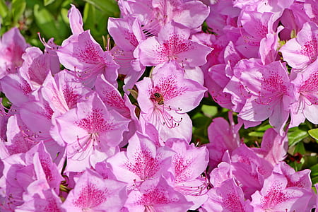 pink petaled flowers thumbnail