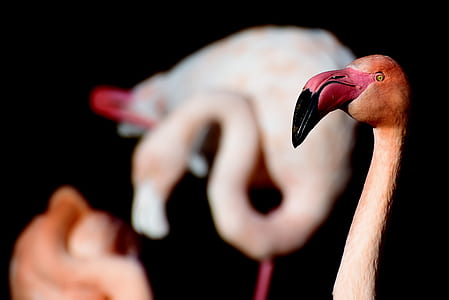 close up photo of flamingo wood carving thumbnail