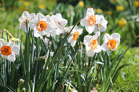 white petaled flowers focus photography thumbnail