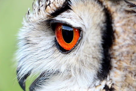 close up photography of brown and black owl thumbnail