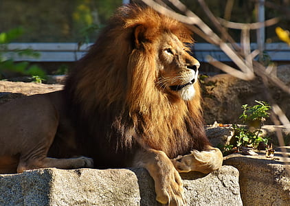 shallow focus photography of brown lion thumbnail