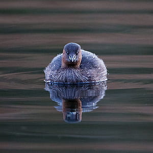 bird on body of water thumbnail