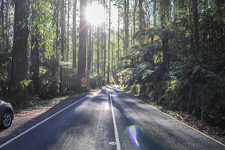 empty concrete road surrounded by trees at daytime thumbnail