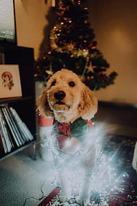 dog, pet, canine, animal thumbnail