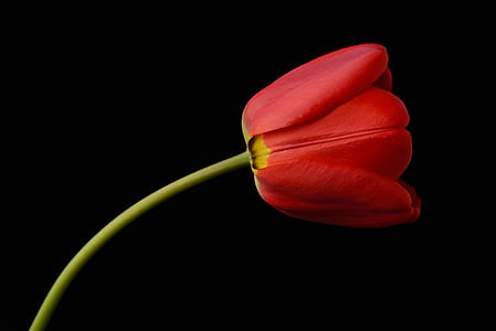 red petaled flower on black surface thumbnail