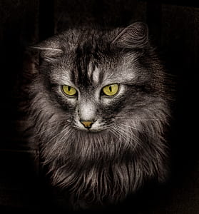 black short-fur cat thumbnail