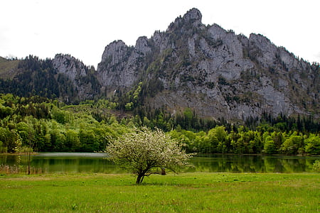 brown mountain near trees thumbnail