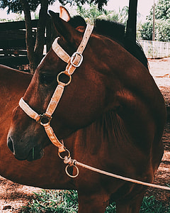 brown horse thumbnail