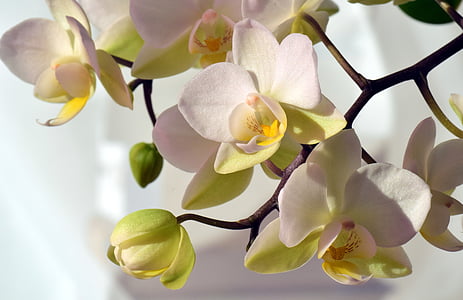 shallow focus photography of white flowers thumbnail