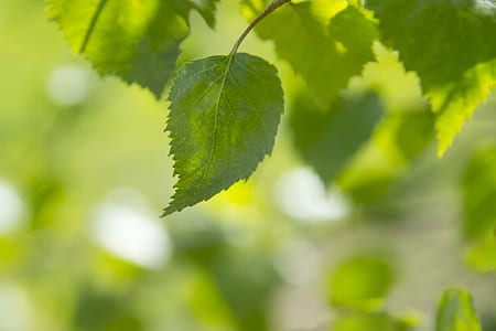 light, nature, summer, abstract thumbnail
