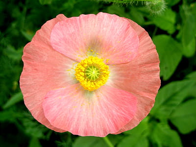 Pink Poppy thumbnail