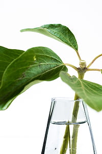 green leaf plant near clear glass bottle thumbnail