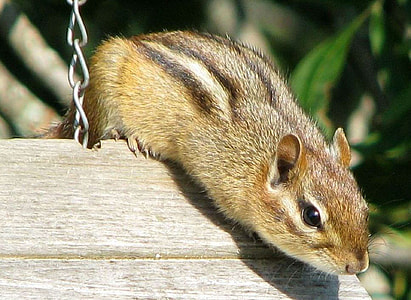 Eastern Chipmunk, Tamias Striatus thumbnail