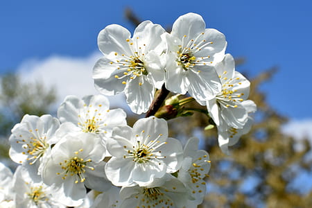 closeup photography of white flowering tree in bloom thumbnail
