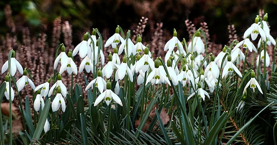 photography of white flowers thumbnail