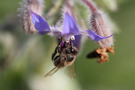bee on purple flower thumbnail
