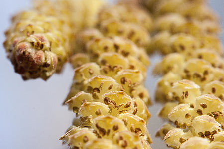 selective focus photography of yellow fruit thumbnail
