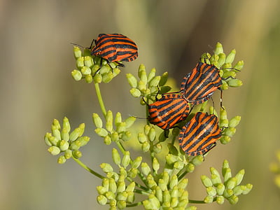 four orange-and-black insects on green plants thumbnail