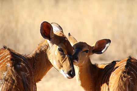 cute, animals, deer, outdoors thumbnail