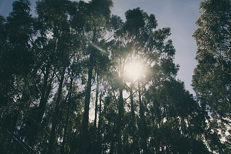 Low Angle Photography of Tall Trees thumbnail